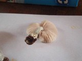 Pluteus americanus image