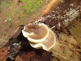 Pluteus americanus image