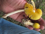 Amanita banningiana image