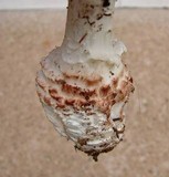 Amanita subcokeri image