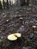 Suillus hirtellus image