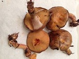 Suillus salmonicolor image