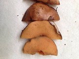 Suillus salmonicolor image
