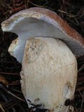 Boletus variipes image