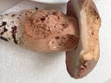 Boletus variipes image