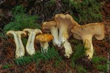 Cantharellus formosus image