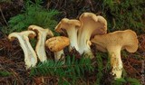 Cantharellus formosus image