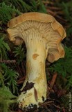 Cantharellus formosus image