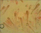 Hygrophorus inocybiformis image