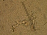 Isaria farinosa image