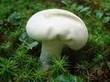 Calvatia bovista image