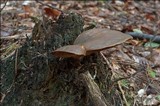 Tapinella atrotomentosa image