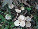 Gymnopus confluens image