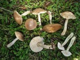 Leccinum snellii image