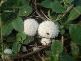 Lycoperdon echinatum image