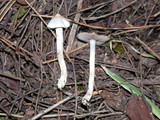 Inocybe whitei image