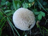 Lycoperdon marginatum image