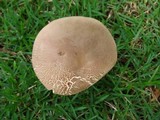 Boletus pallidus image