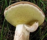Boletus pallidus image