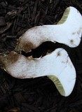 Boletus pallidus image