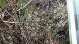 Cladonia fimbriata image