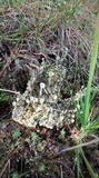 Cladonia fimbriata image