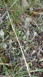 Cladonia fimbriata image