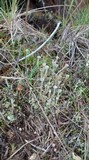 Cladonia fimbriata image