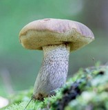 Retiboletus griseus image