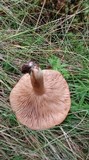 Lactarius helvus image