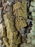 Pyrrhospora quernea image