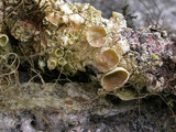 Ahtiana sphaerosporella image