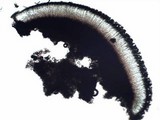 Fuscidea cyathoides var. cyathoides image