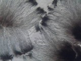 Fuscidea cyathoides var. cyathoides image