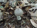 Amanita onusta image