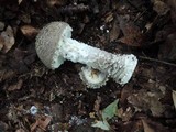 Amanita onusta image