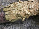 Ahtiana sphaerosporella image