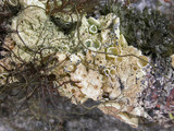 Ahtiana sphaerosporella image