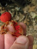 Calostoma cinnabarinum image