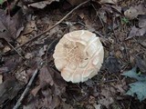 Russula compacta image