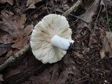 Russula compacta image