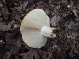 Russula compacta image