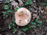 Russula compacta image