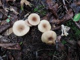 Lactarius griseus image