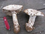 Amanita vernicoccora image