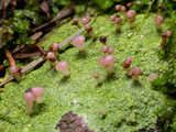 Baeomyces rufus image
