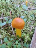 Humidicutis marginata var. marginata image