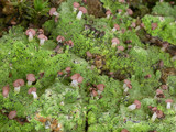 Baeomyces rufus image