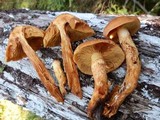 Cortinarius limonius image