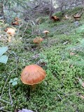 Cortinarius limonius image